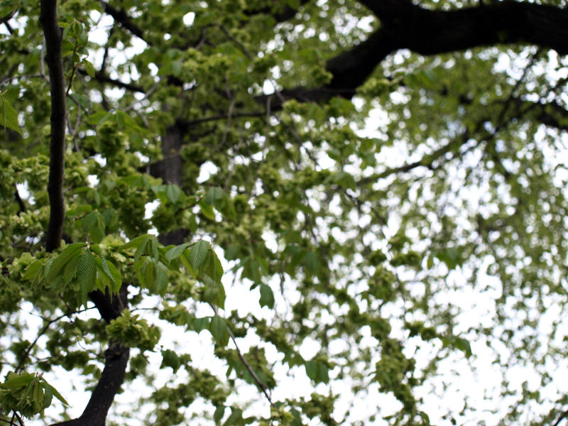 ../_images/20100517133946-nasjonaldagen.jpg